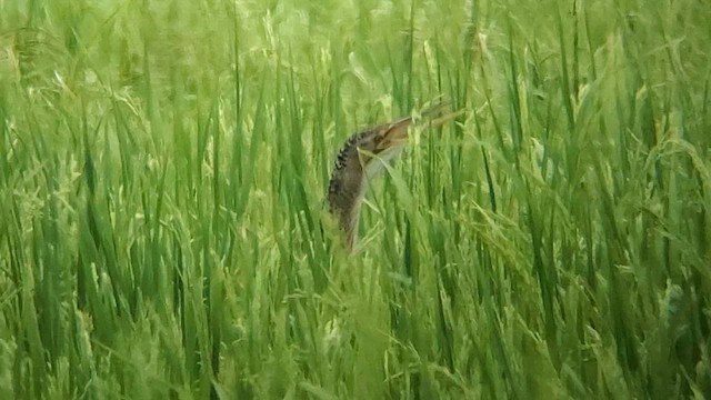 Pinnated Bittern - ML603867721