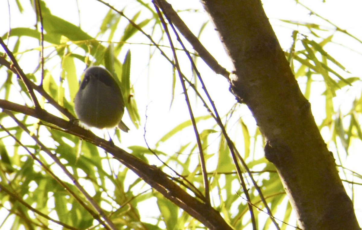 Masked Gnatcatcher - ML60386781