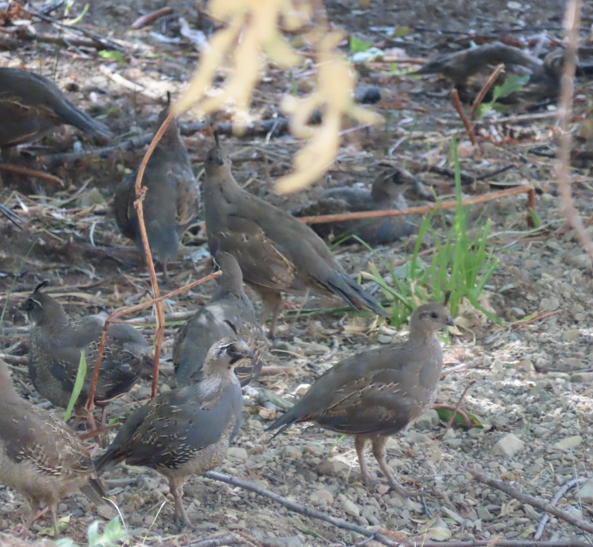 California Quail - ML603868161