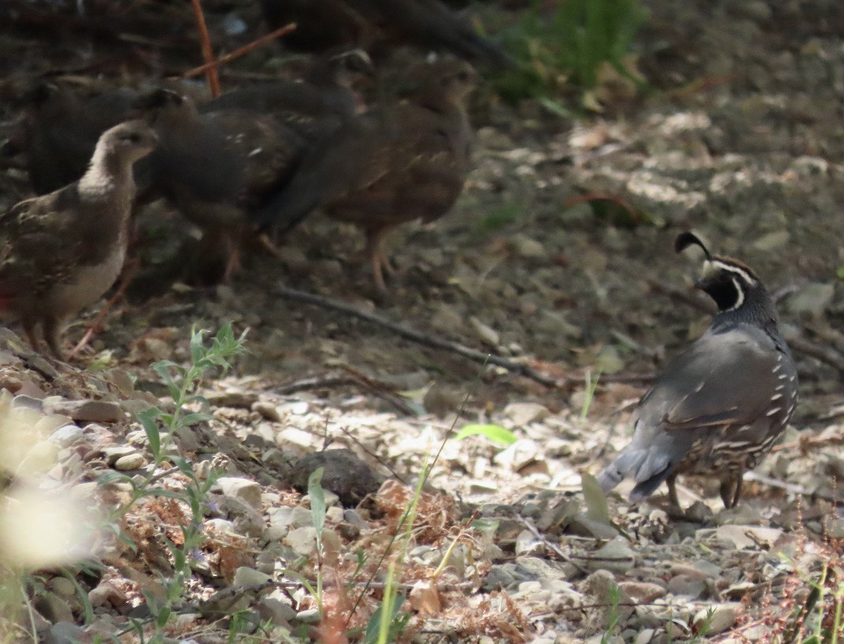 California Quail - ML603868171