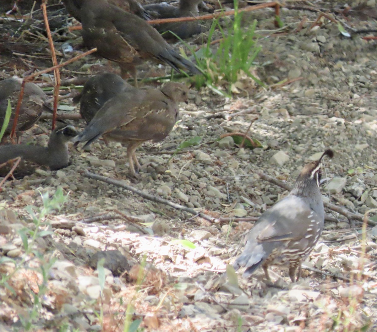 California Quail - ML603868181