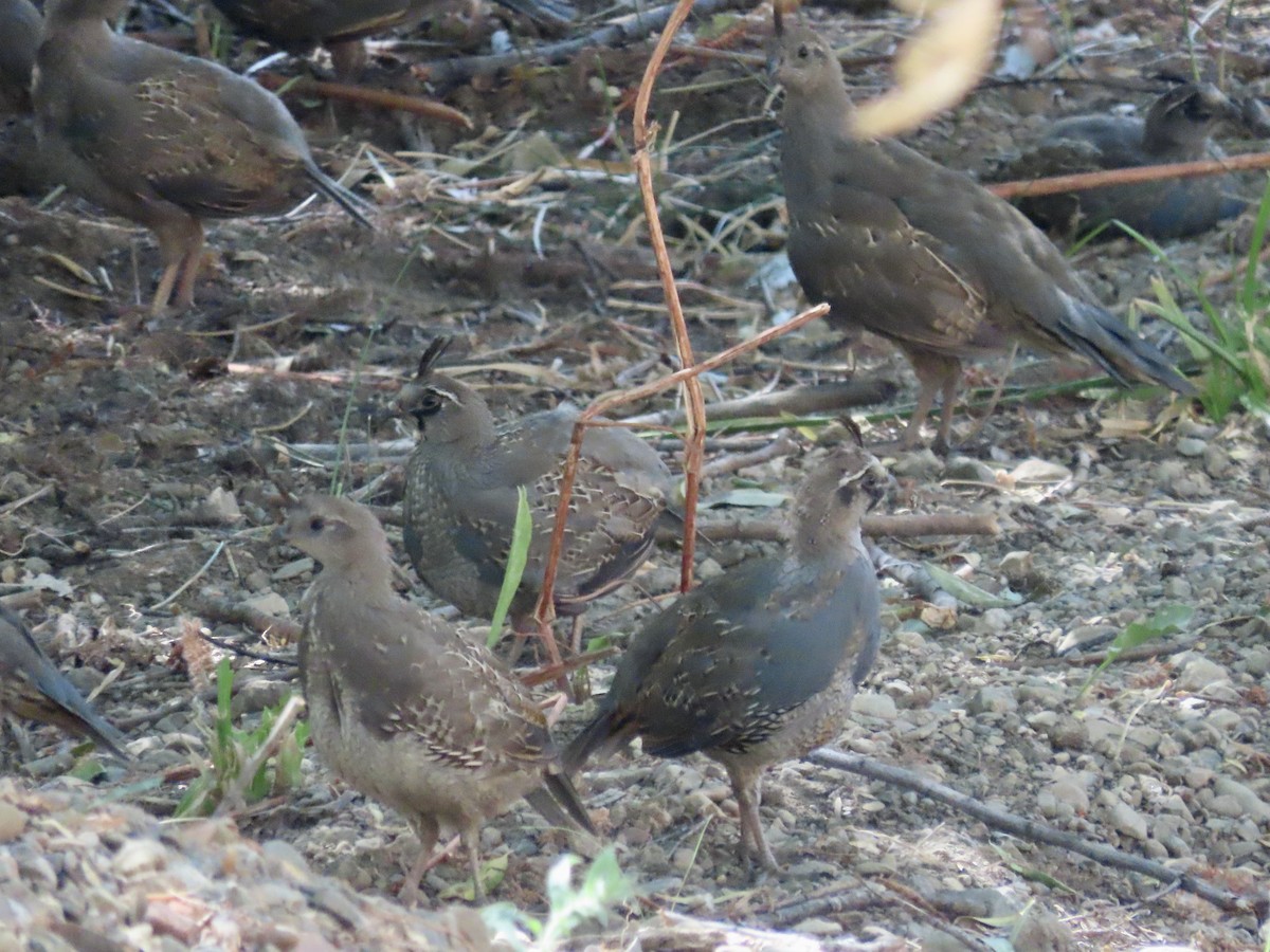 California Quail - ML603868191