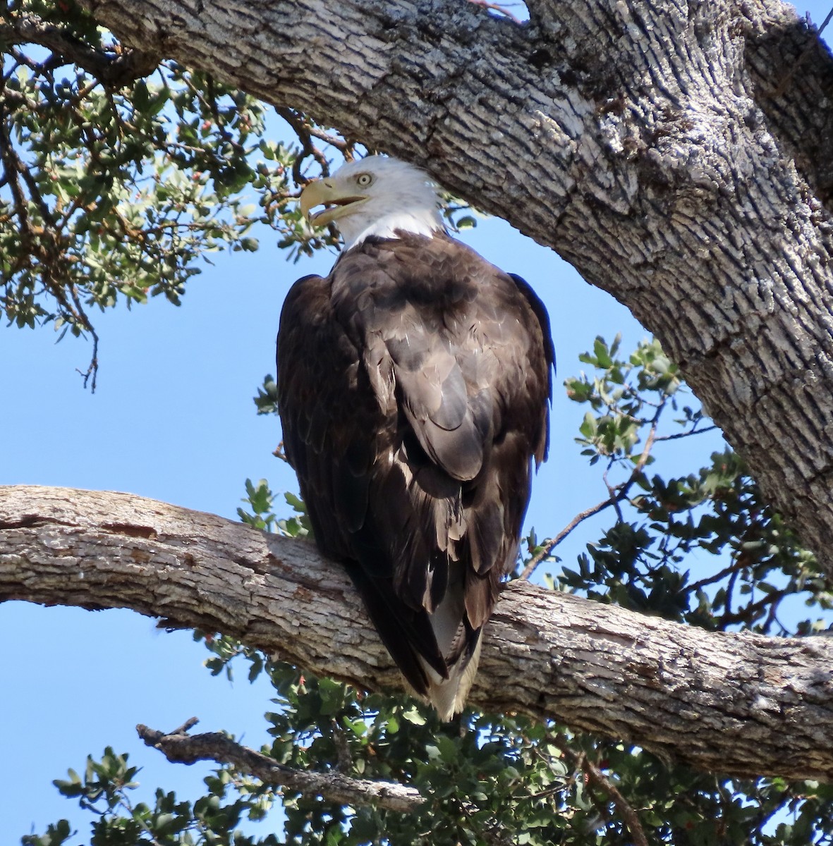 Bald Eagle - ML603868261