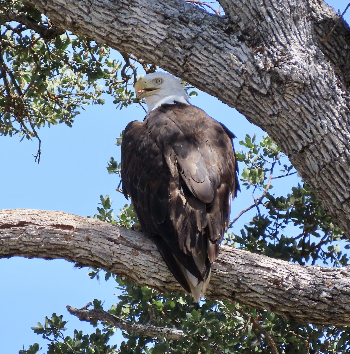 Bald Eagle - ML603868271