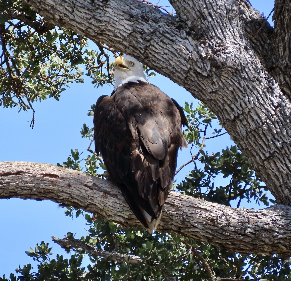 Bald Eagle - ML603868281