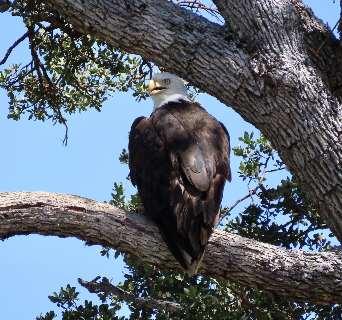 Bald Eagle - ML603868291