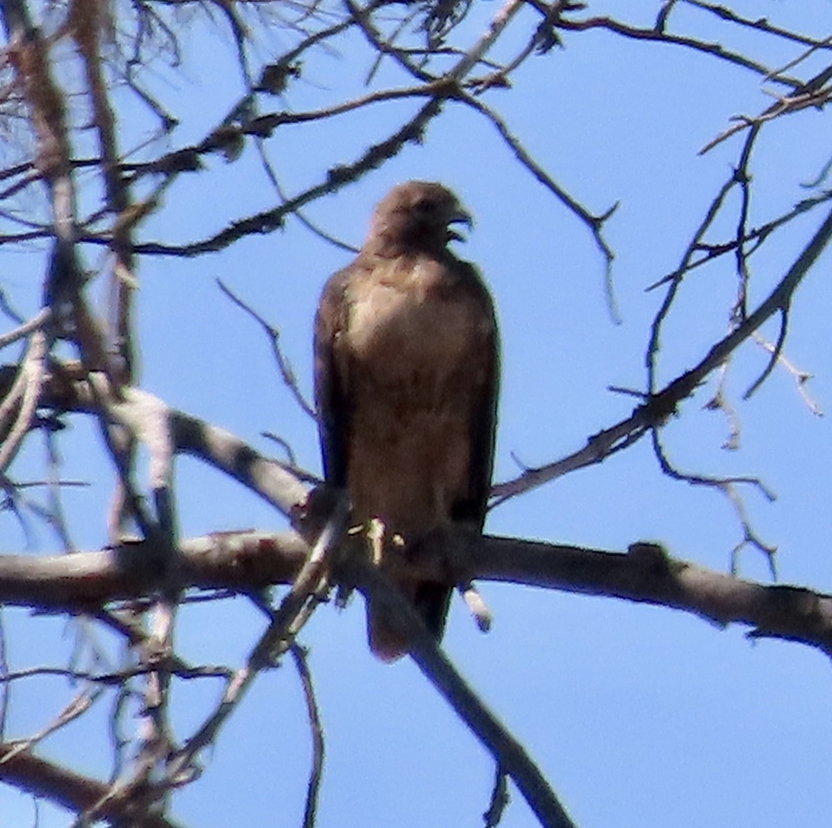 Red-tailed Hawk - ML603868301