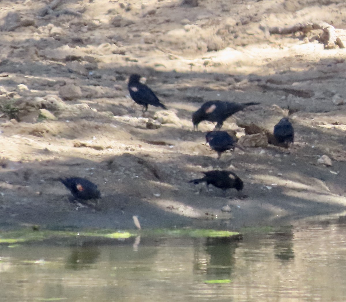 Tricolored Blackbird - ML603868491