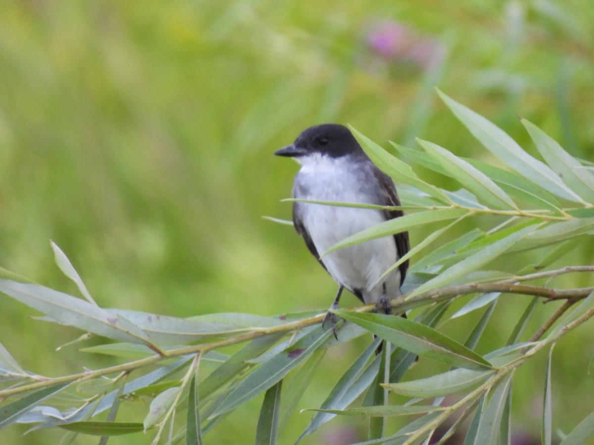 Eastern Kingbird - ML603868561