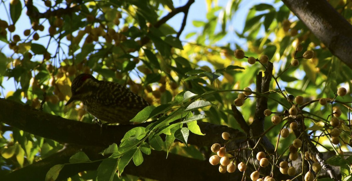 Checkered Woodpecker - ML60386861