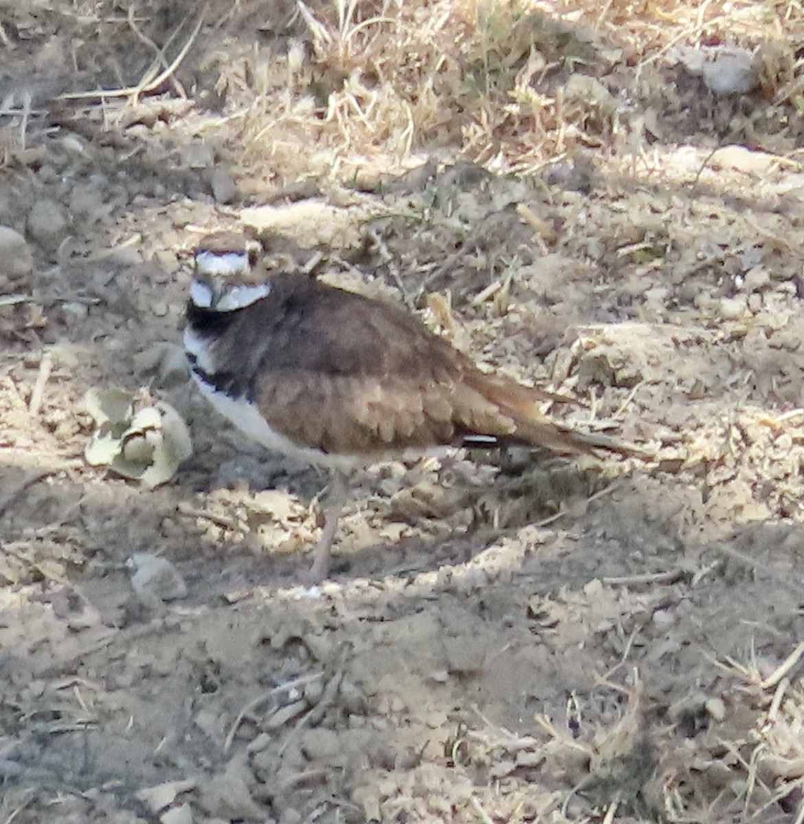 Killdeer - ML603868671