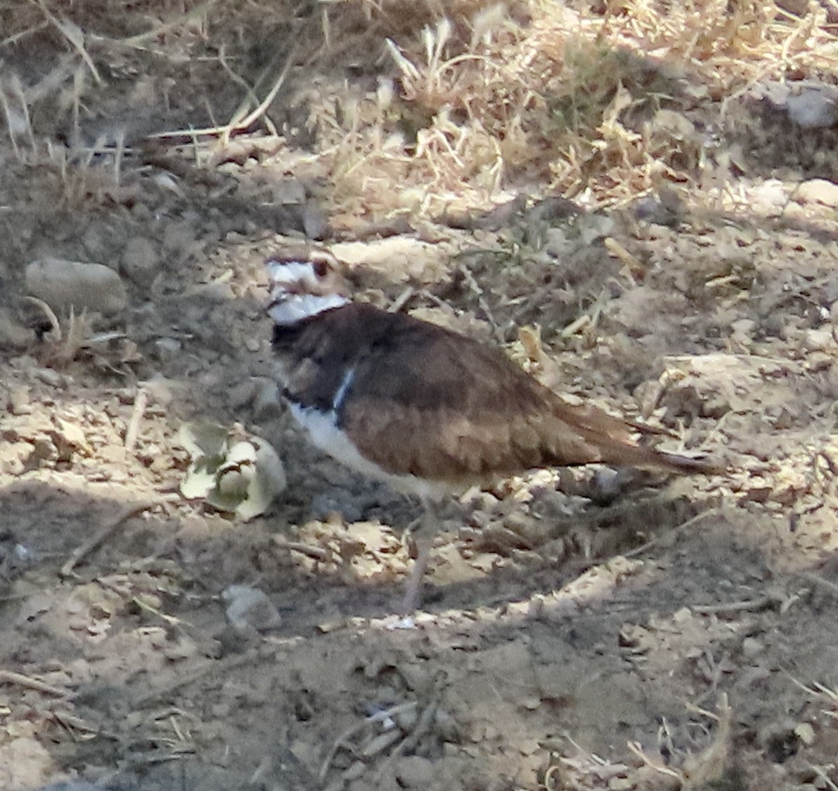 Killdeer - ML603868681