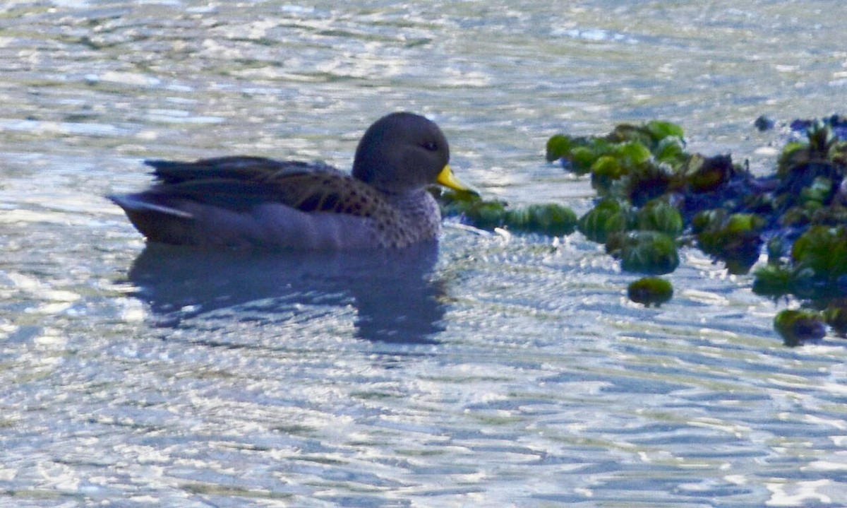 Yellow-billed Teal - ML60386871