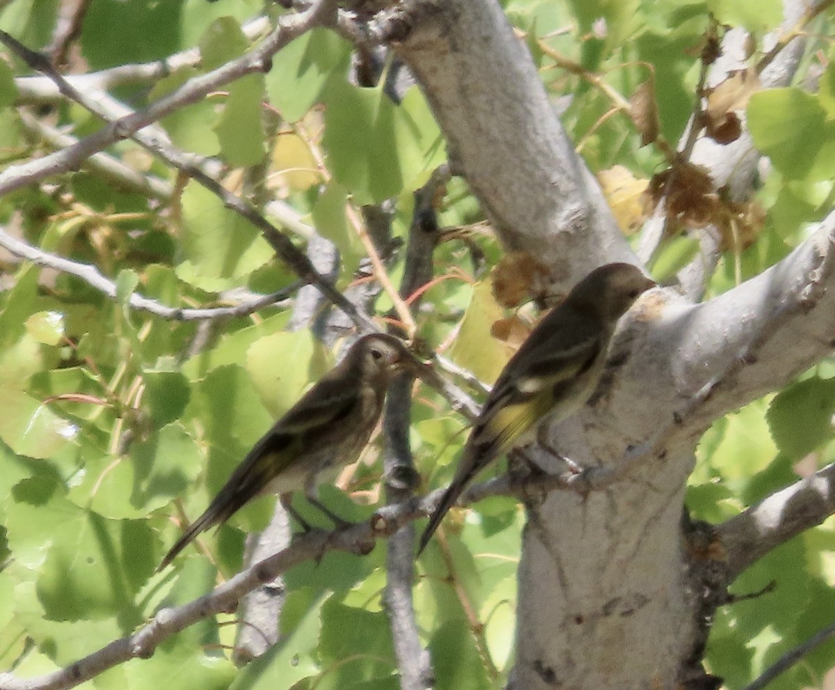 Lawrence's Goldfinch - ML603868811