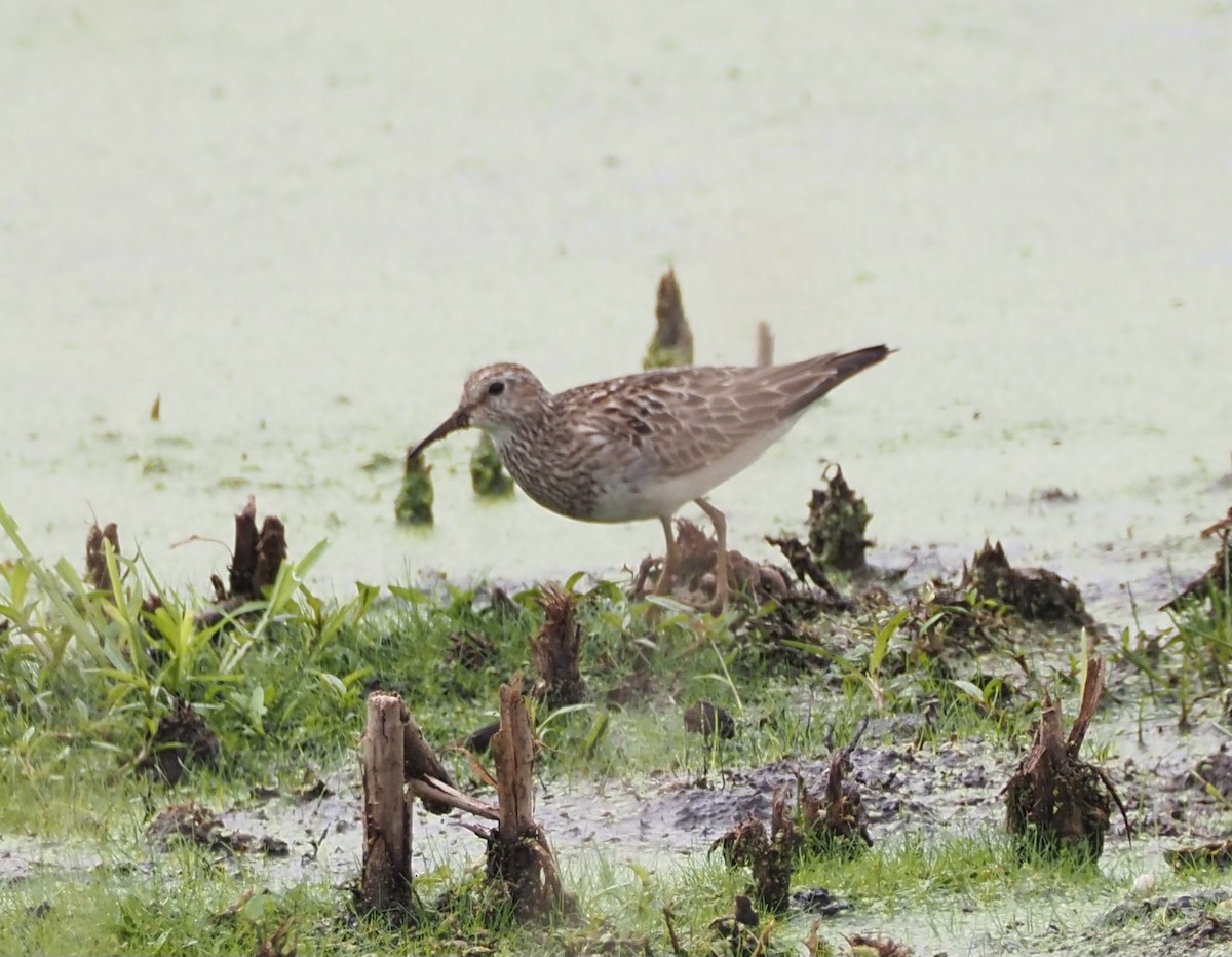 Graubrust-Strandläufer - ML603869301