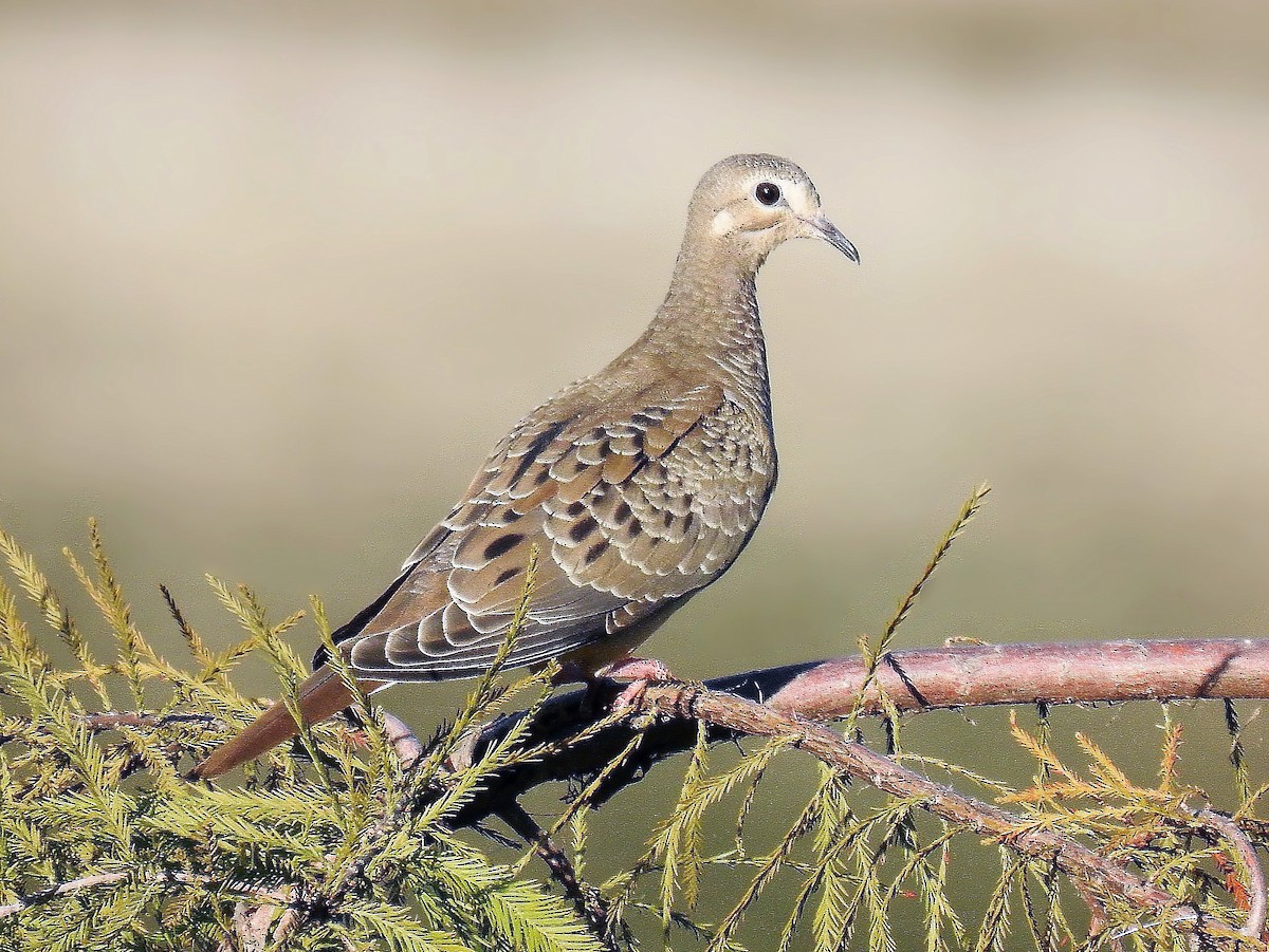 Juvenile