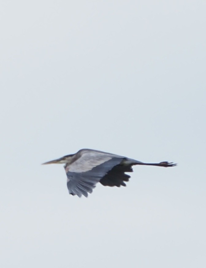 Great Blue Heron - ML603870851