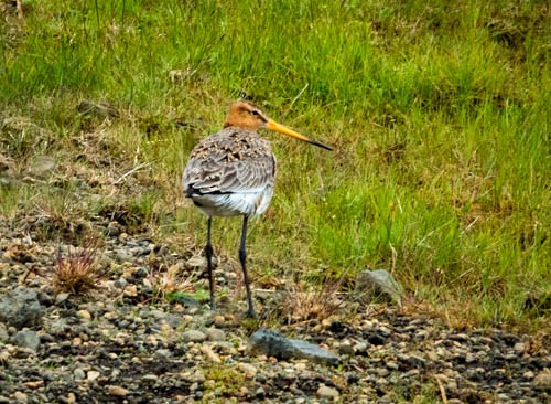 Black-tailed Godwit - ML603871551