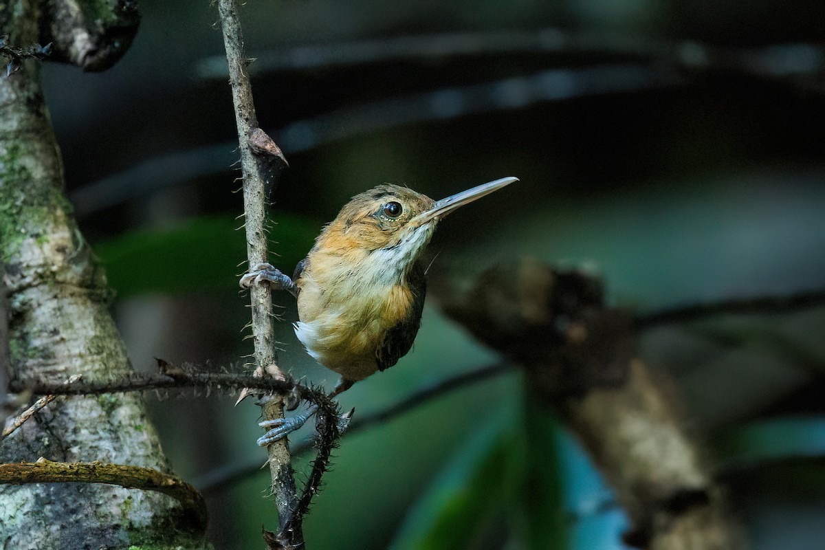 Long-billed Gnatwren - ML603872421