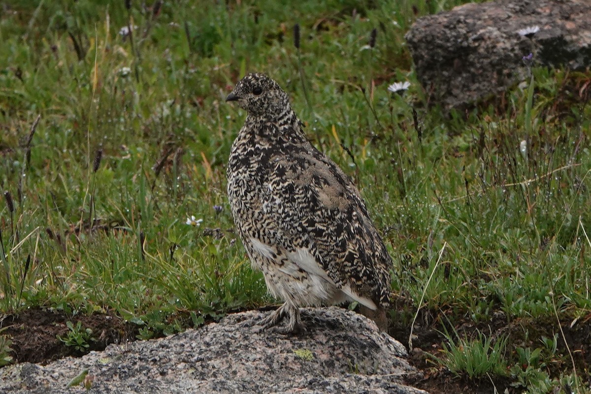 Weißschwanz-Schneehuhn - ML603872471