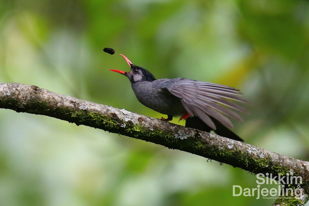 Black Bulbul - Manod Taengtum