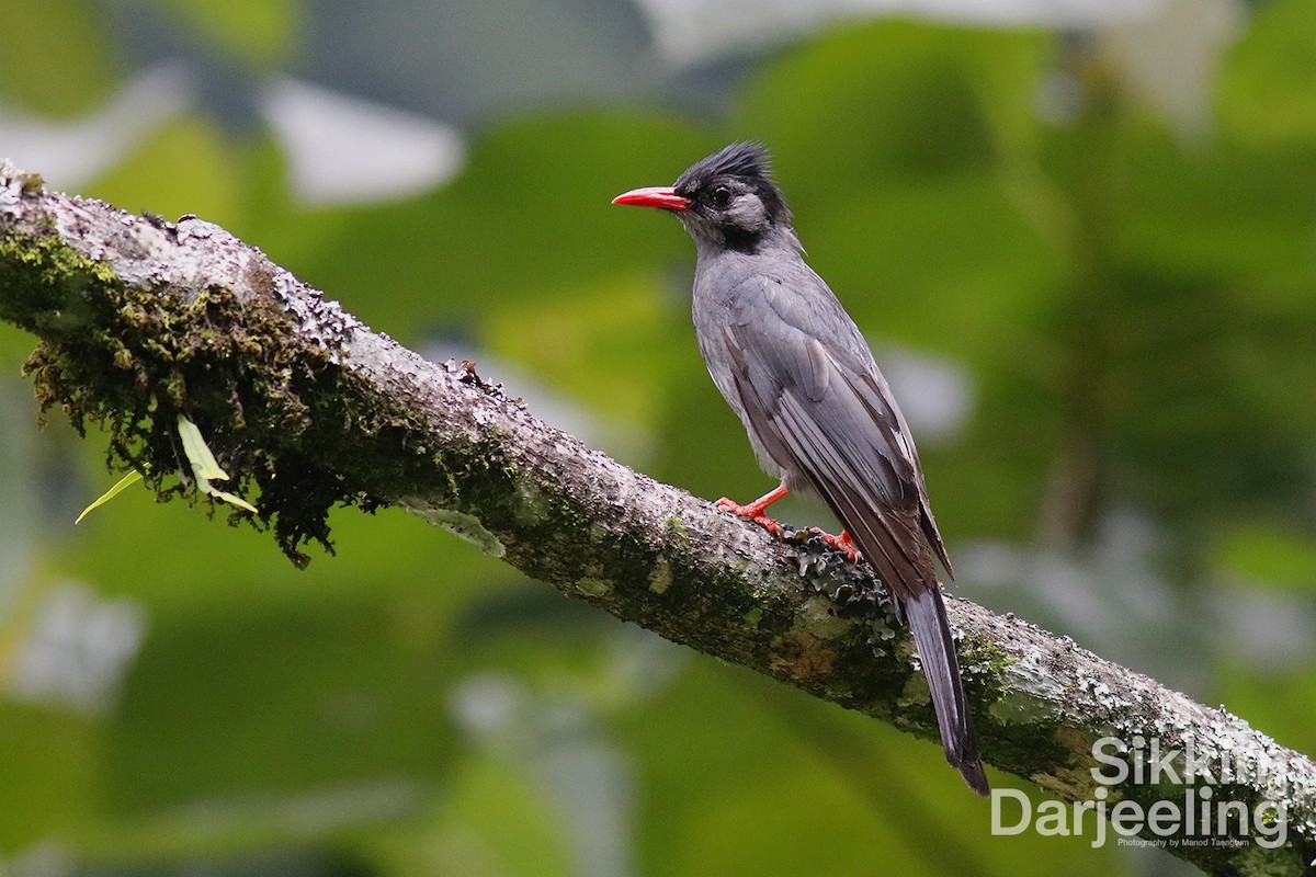 Black Bulbul - ML603872671