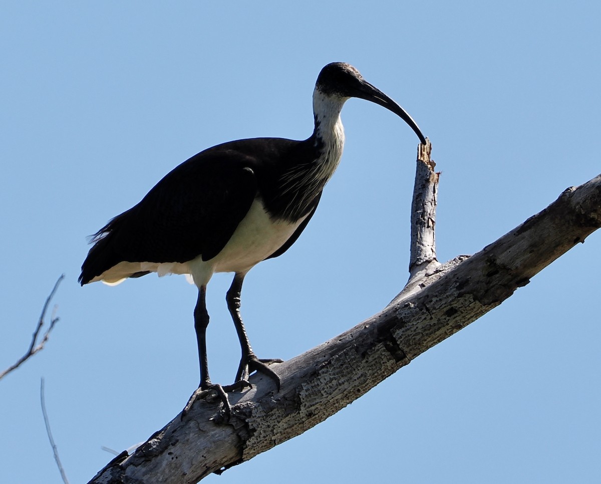 ibis slámokrký - ML603873841
