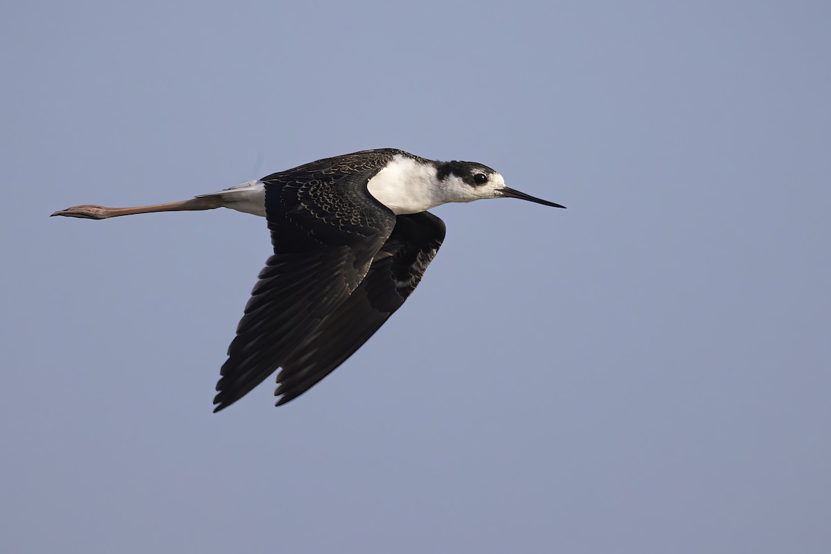 Black-necked Stilt - ML603874621