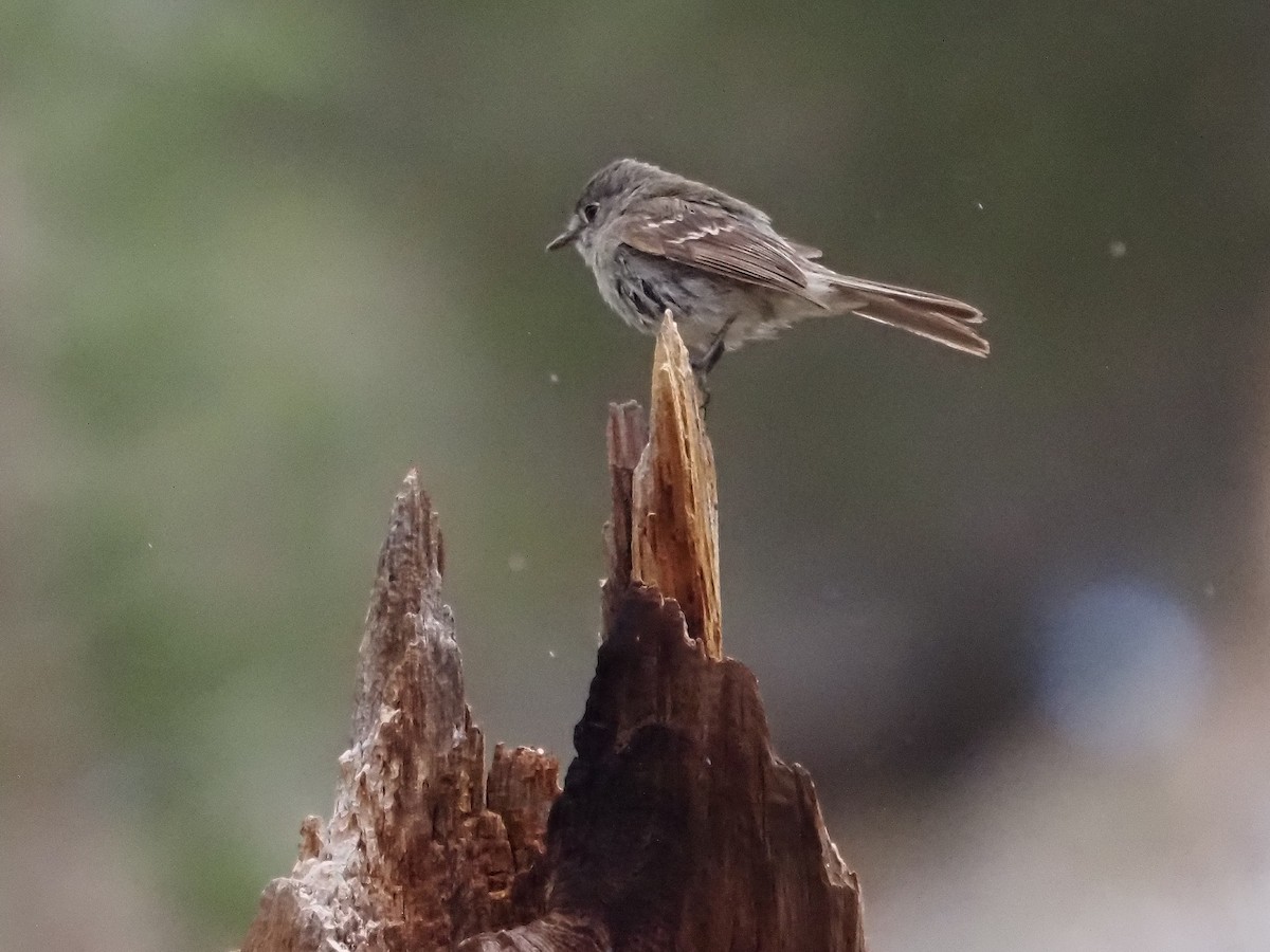 Gray/Dusky Flycatcher - ML603876301