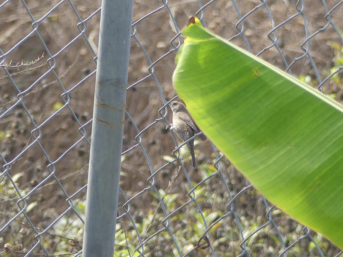 Northern House Wren - ML603877921
