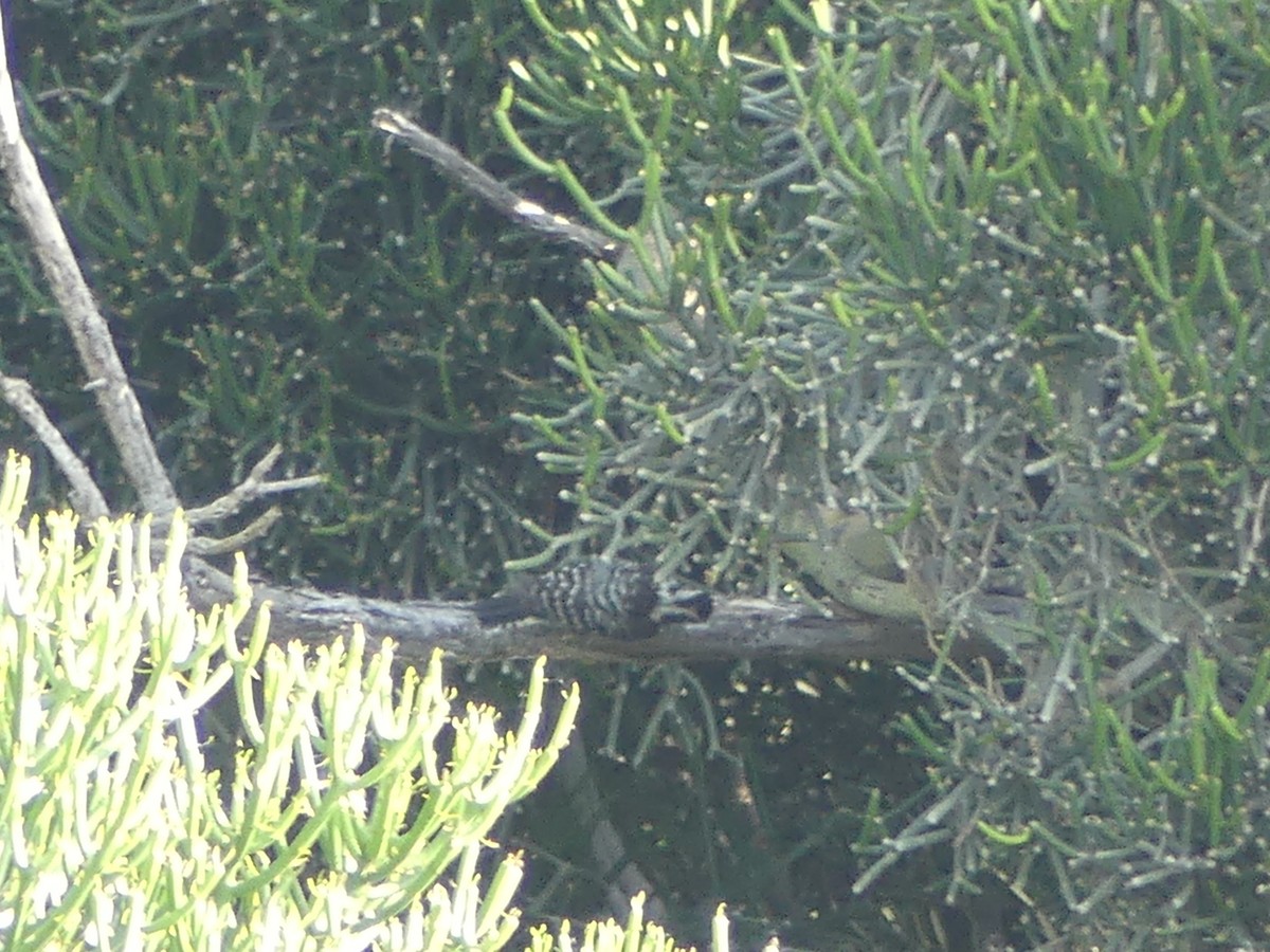 Nuttall's Woodpecker - ML603878071