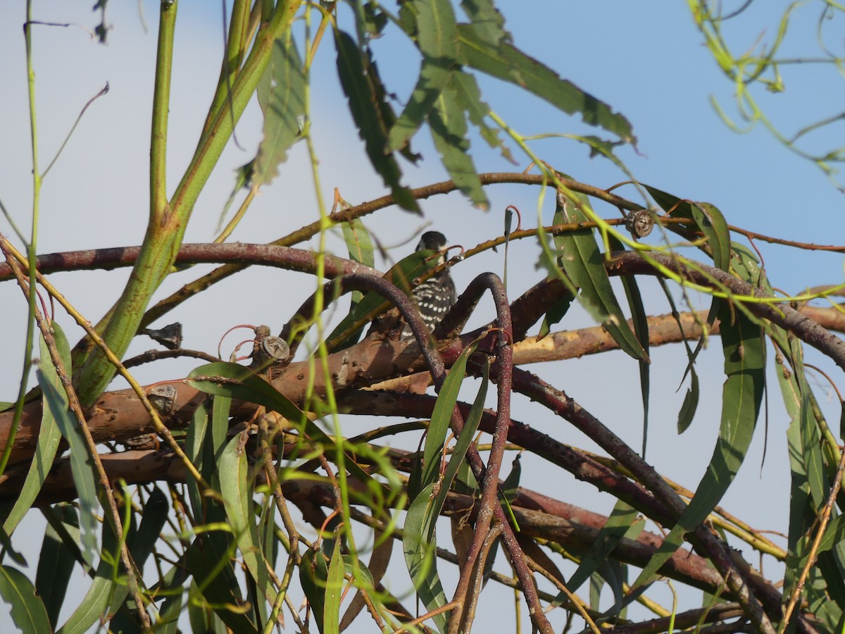 Nuttall's Woodpecker - ML603878081