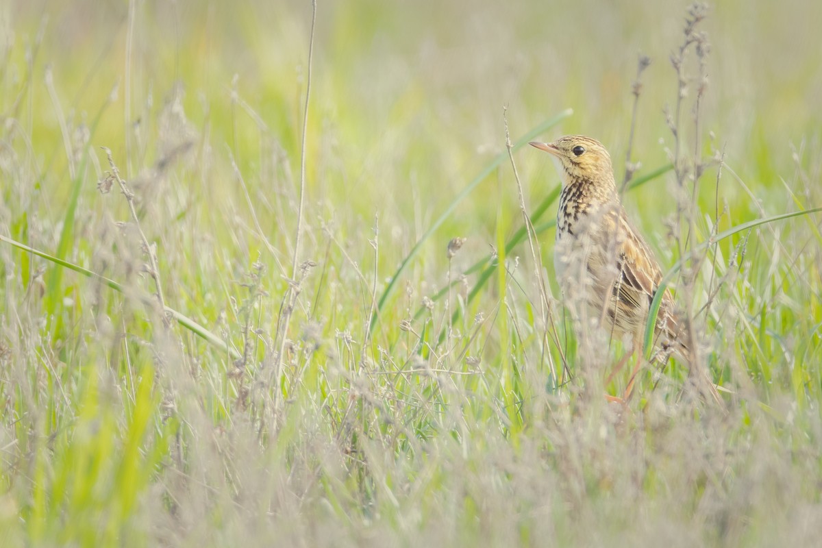 Correndera Pipit - ML603878631