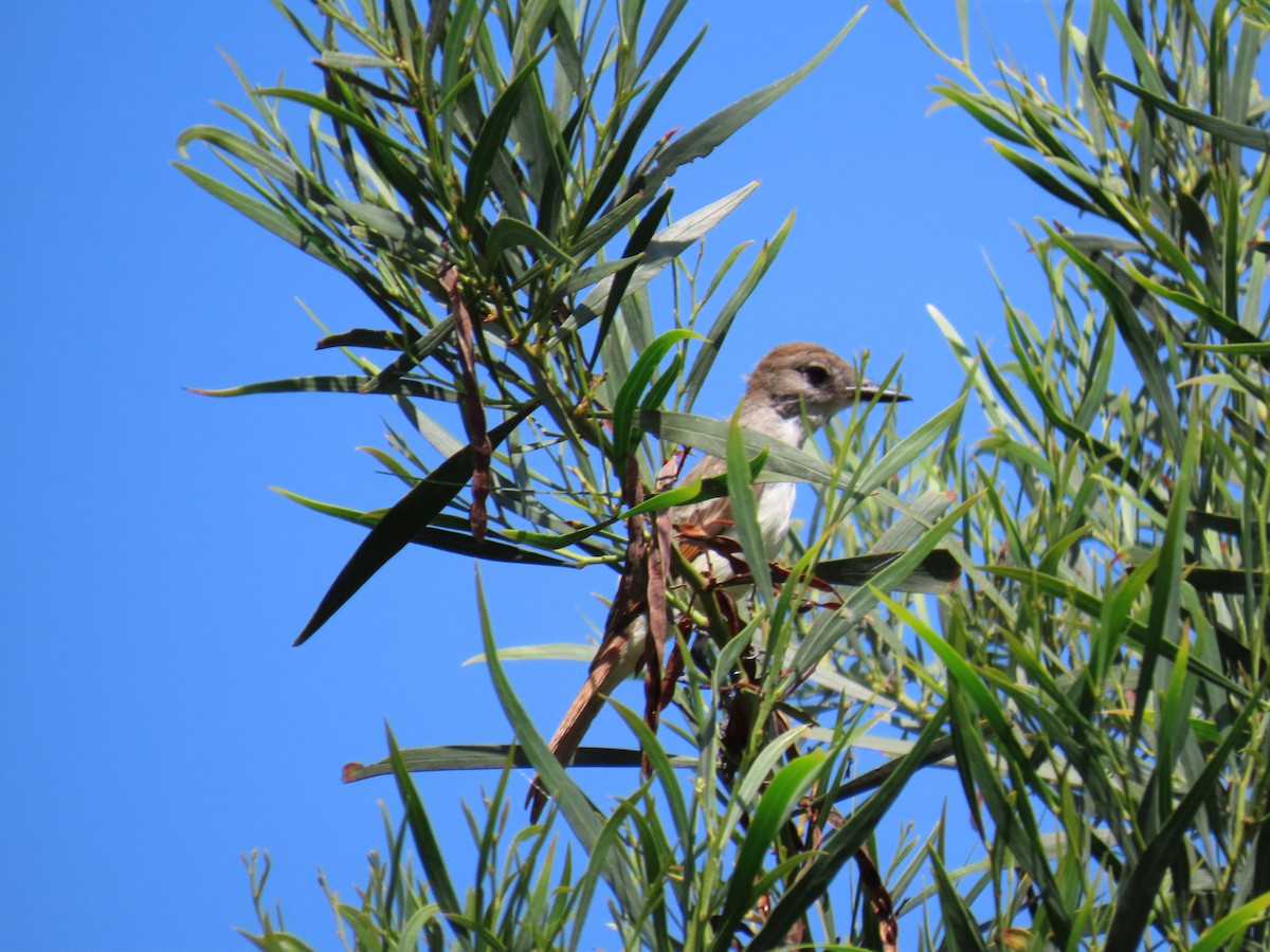 Ash-throated Flycatcher - ML603878691