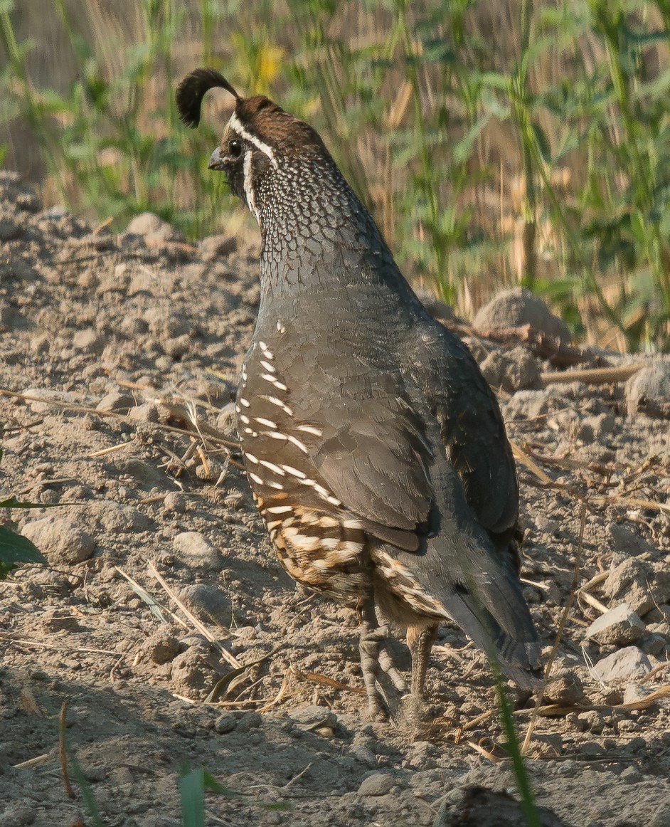 California Quail - ML603878751