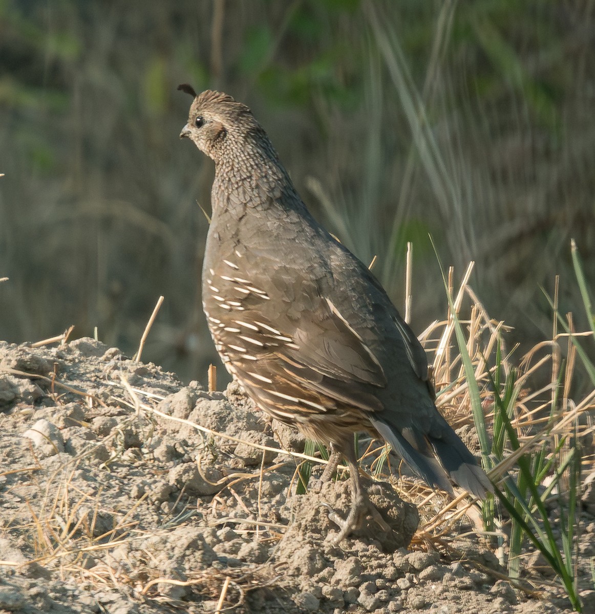 California Quail - ML603878761