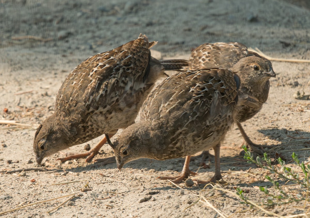 křepel kalifornský - ML603878771