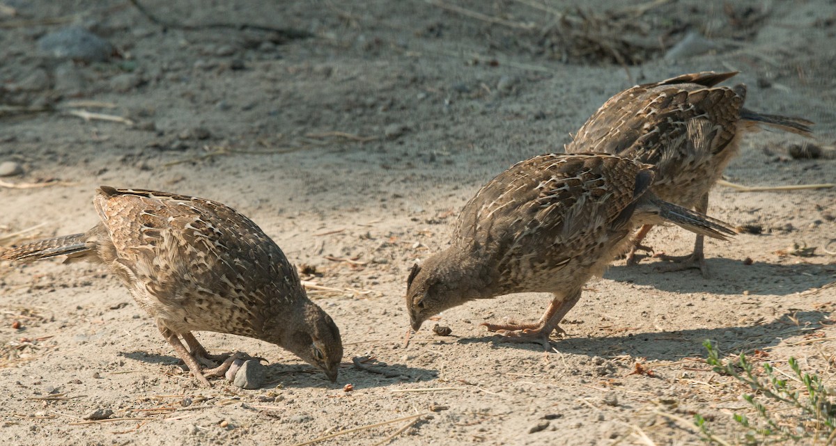 California Quail - ML603878781