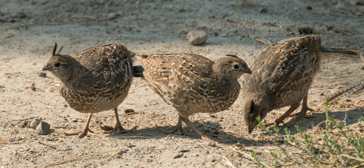 California Quail - ML603878791