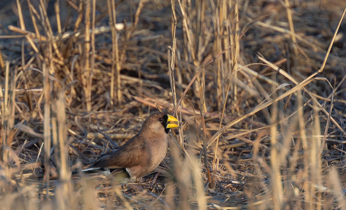 Masked Finch - ML603879121