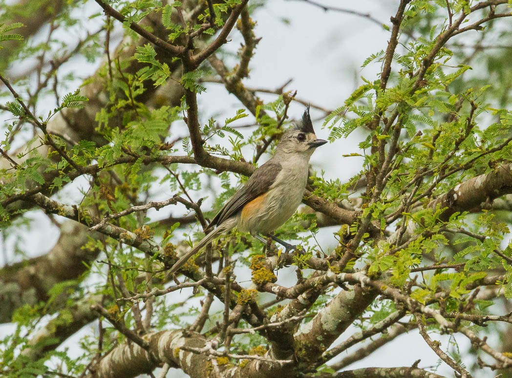 Black-crested Titmouse - Damon Williford