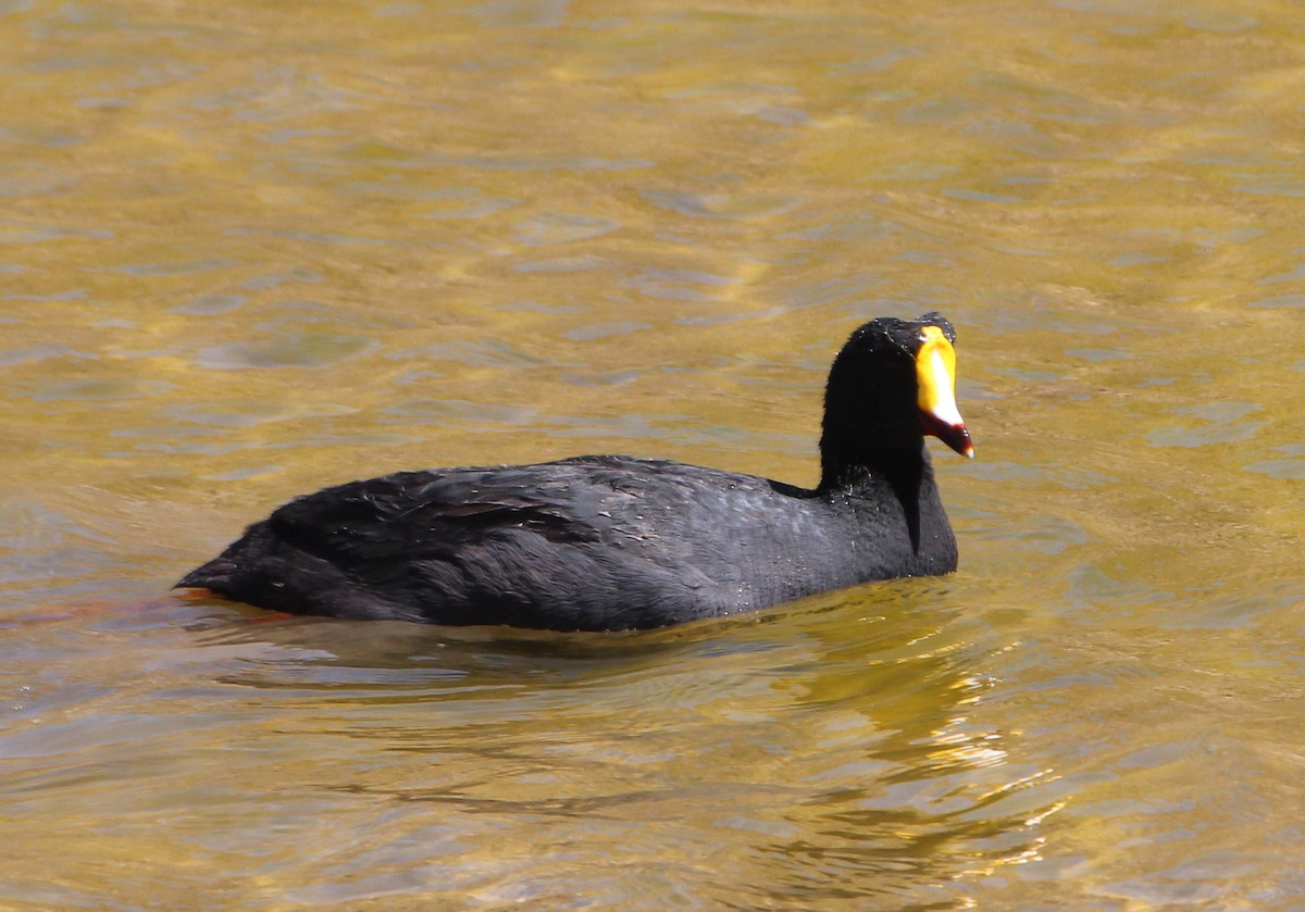 Giant Coot - ML603879611