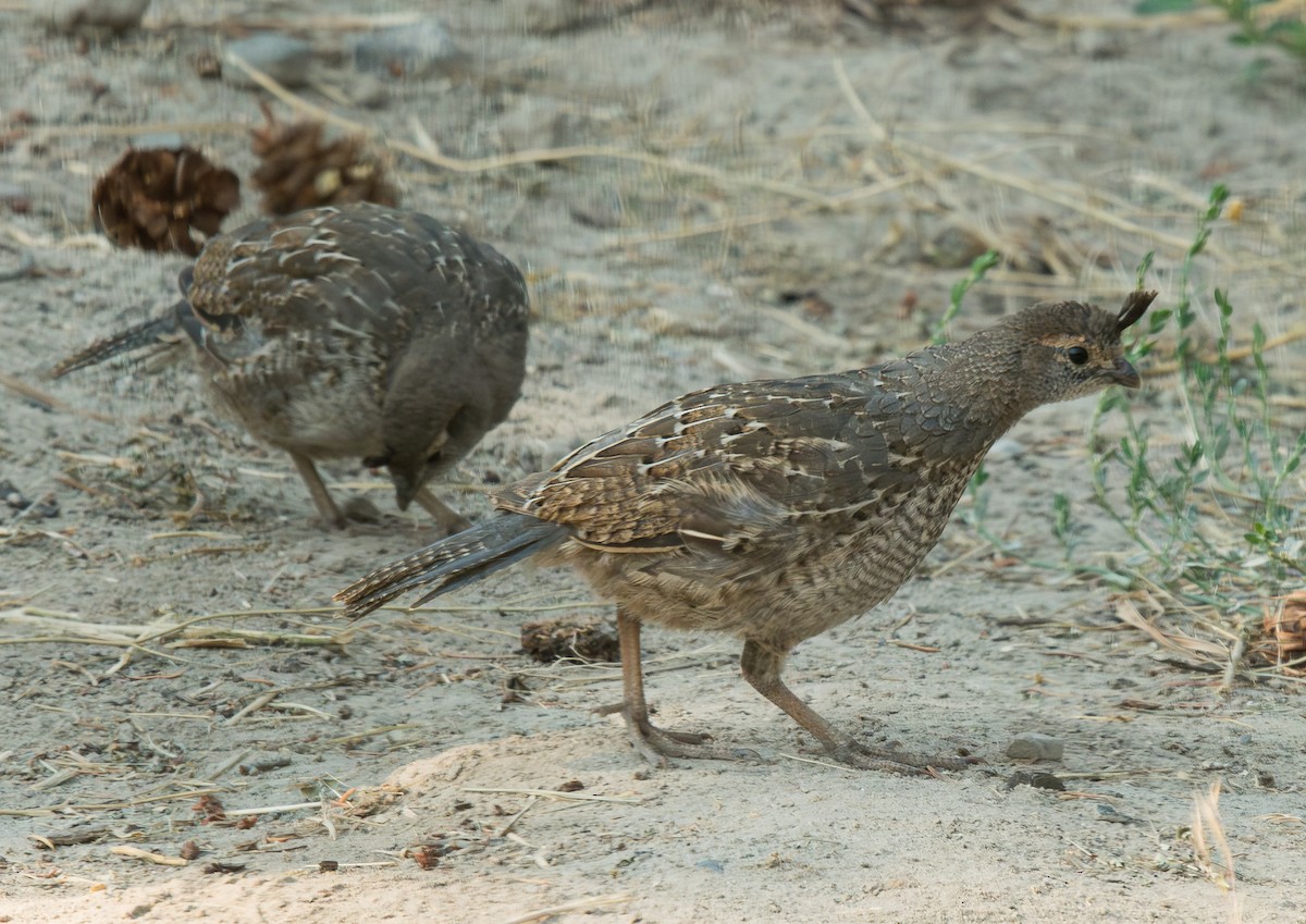 California Quail - ML603879811