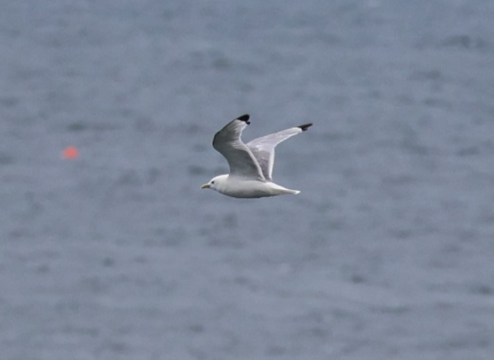 Black-legged Kittiwake - ML603881441