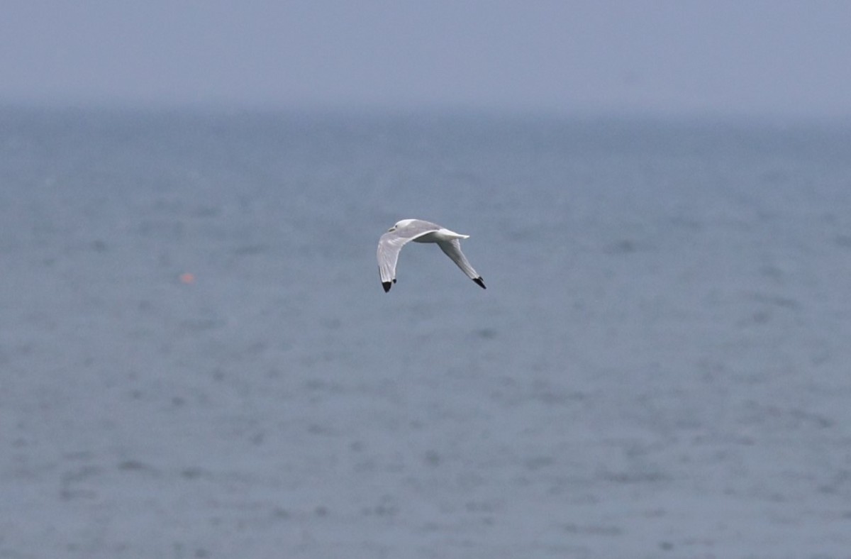 Black-legged Kittiwake - Tim Antanaitis