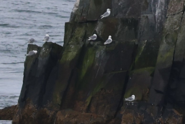 Black-legged Kittiwake - ML603881811