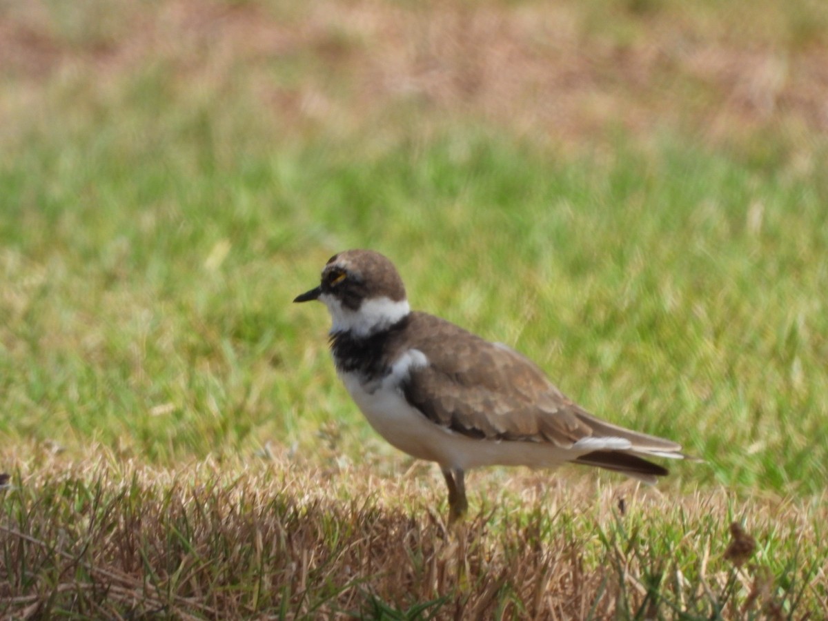 Little Ringed Plover - ML603884361