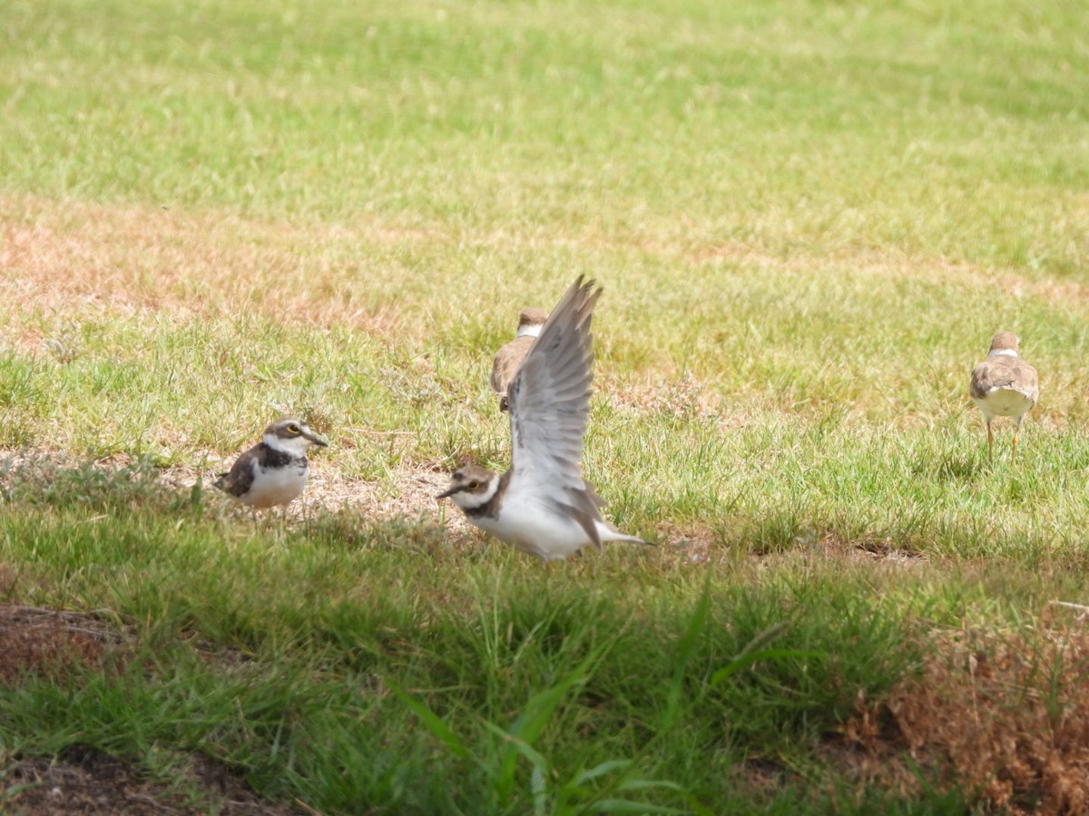 Little Ringed Plover - ML603884371