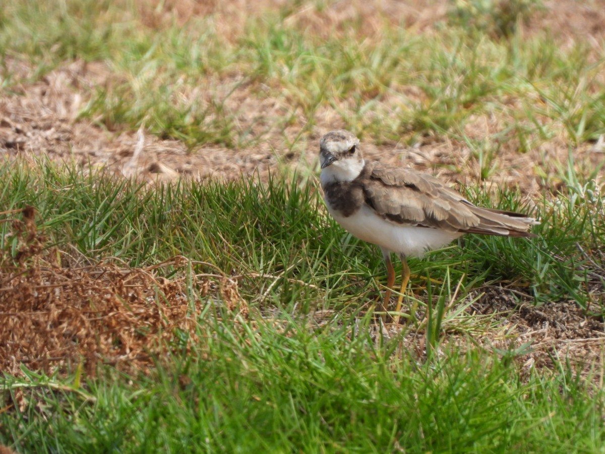 Little Ringed Plover - ML603884381