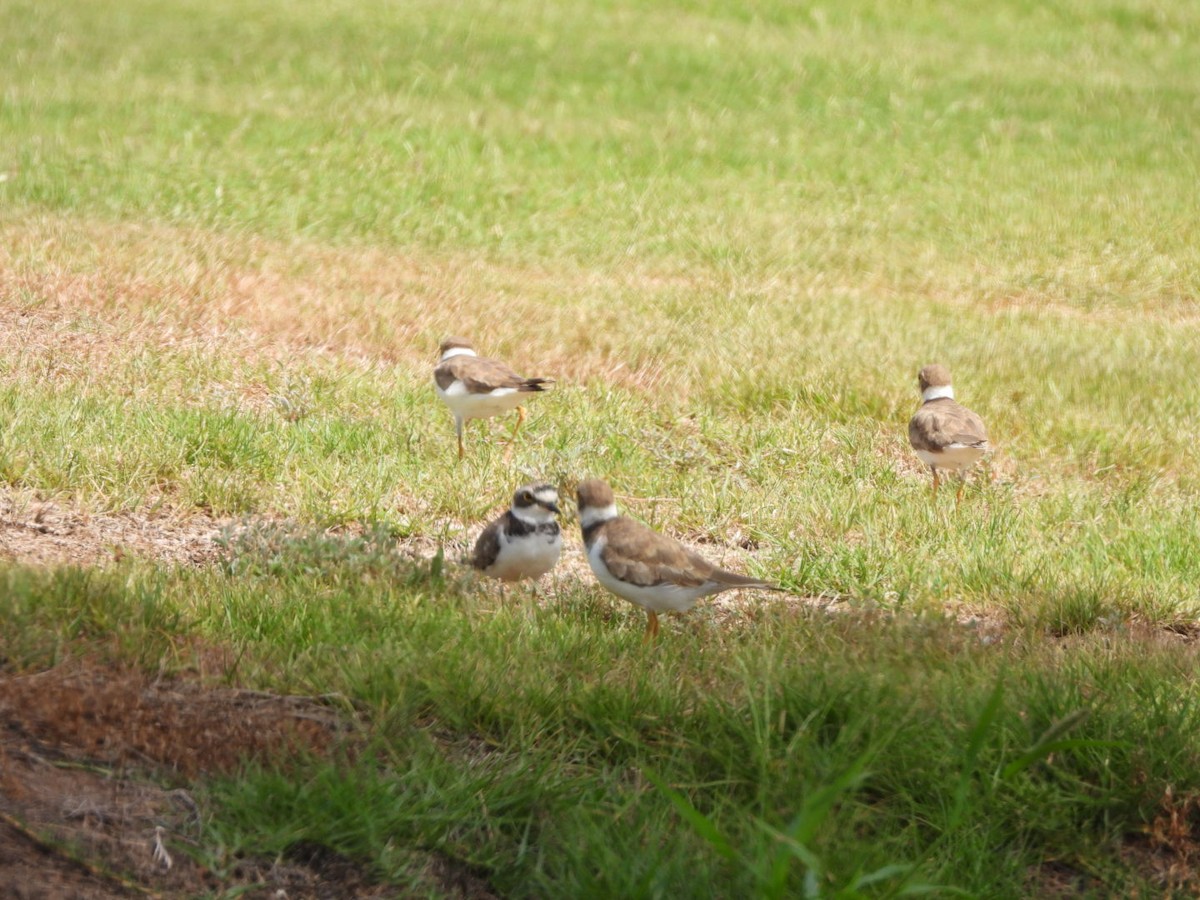 Little Ringed Plover - ML603884391